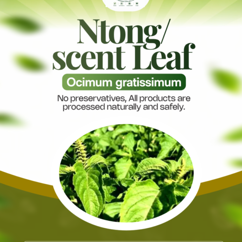Dehydrated Ntong / Scent Leaf